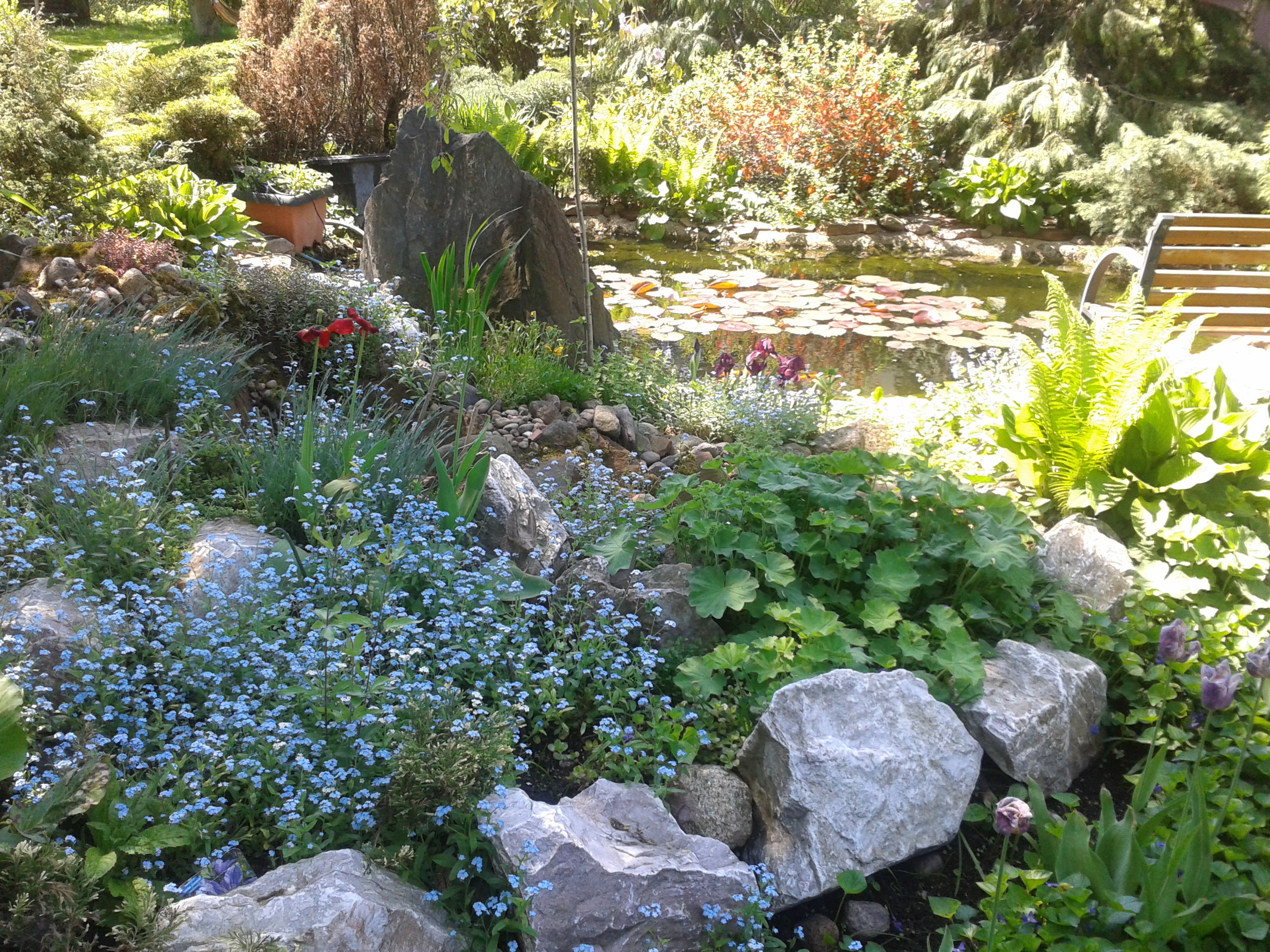 sielskie niezapominajki