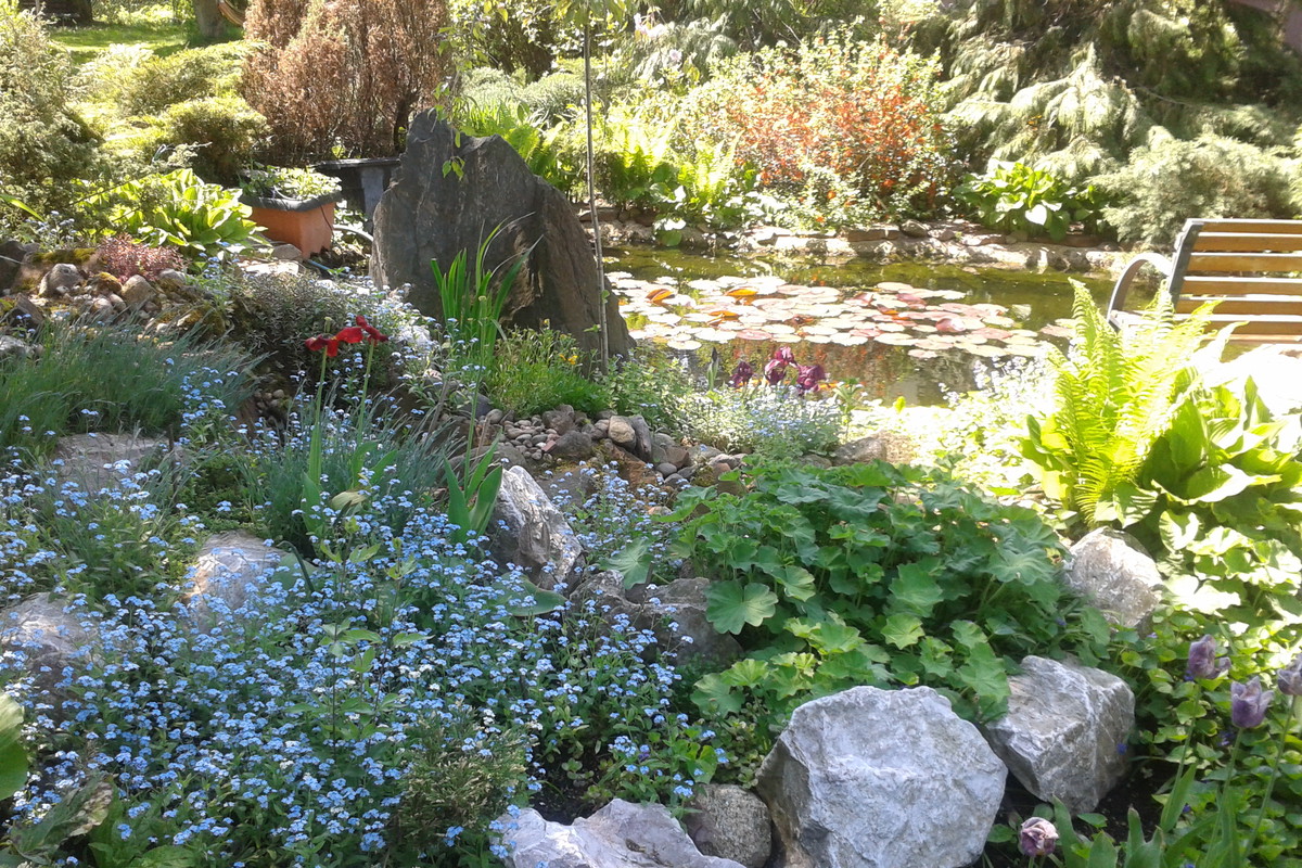 sielskie niezapominajki