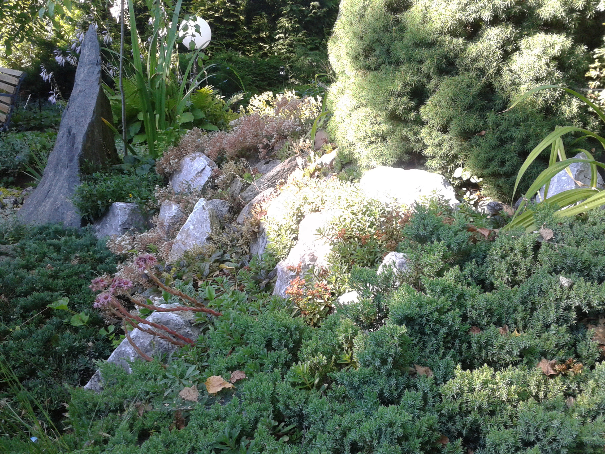 skalniak z rojnikami