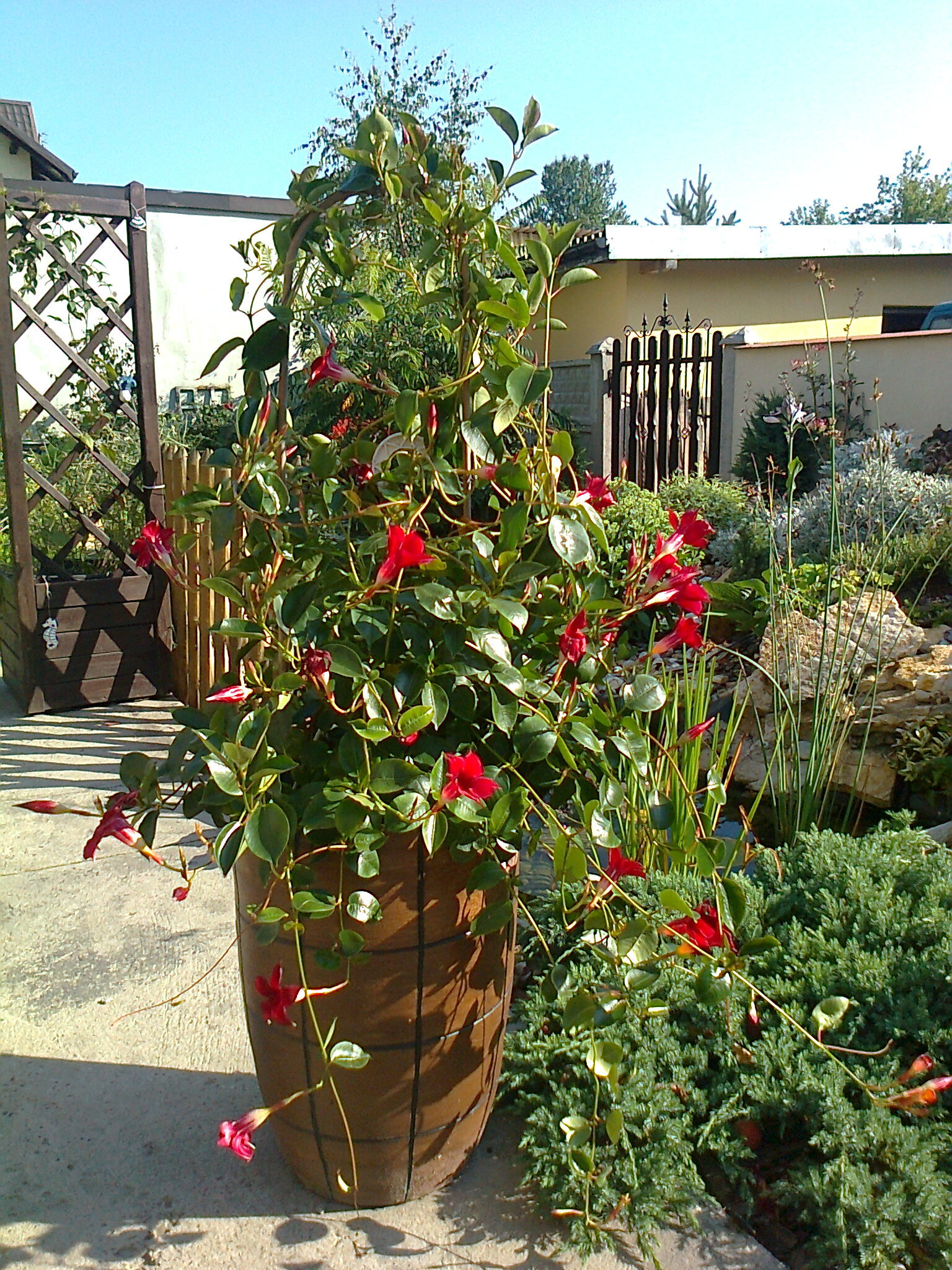 skąpana w słońcu czerwień