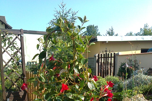 skąpana w słońcu czerwień