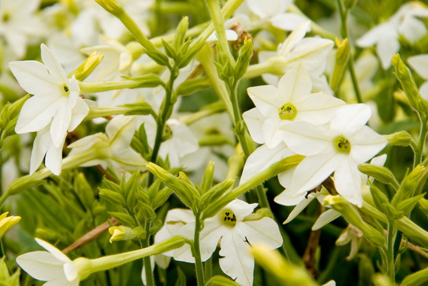 Słodki zapach tytoniu ozdobnego można wyczuć tylko wieczorerm
