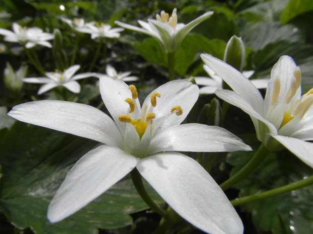 Śniedek baldaszkowaty 