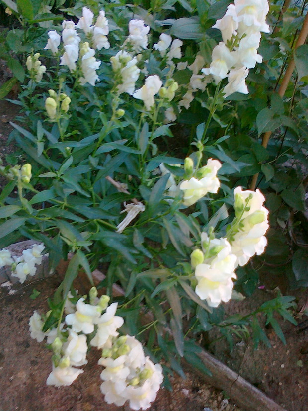 Śnieżno-biała lwia paszcza