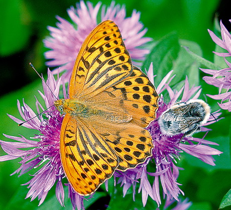 Ssawka motyla w stanie spoczynku jest zwinięta spiralnie pod jego głową, W rozpoznaniu smaku pokarmu niektórym gatunkom pomagają narządy zmysłów umieszczone na odnóżach