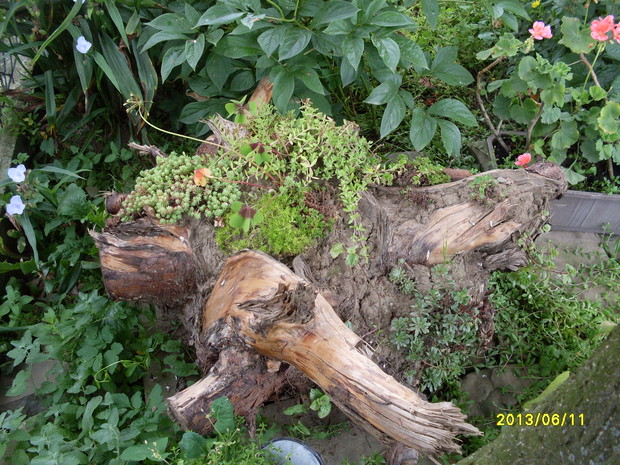 Stary korzeń jako mały skalniak