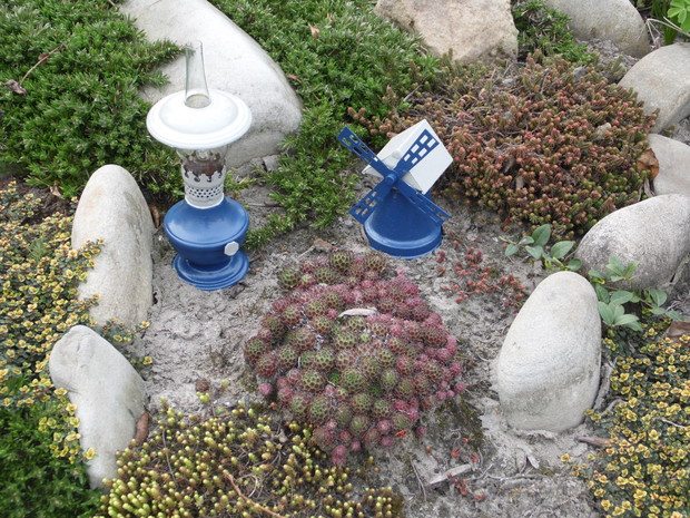 Sukulenty na skalniaku