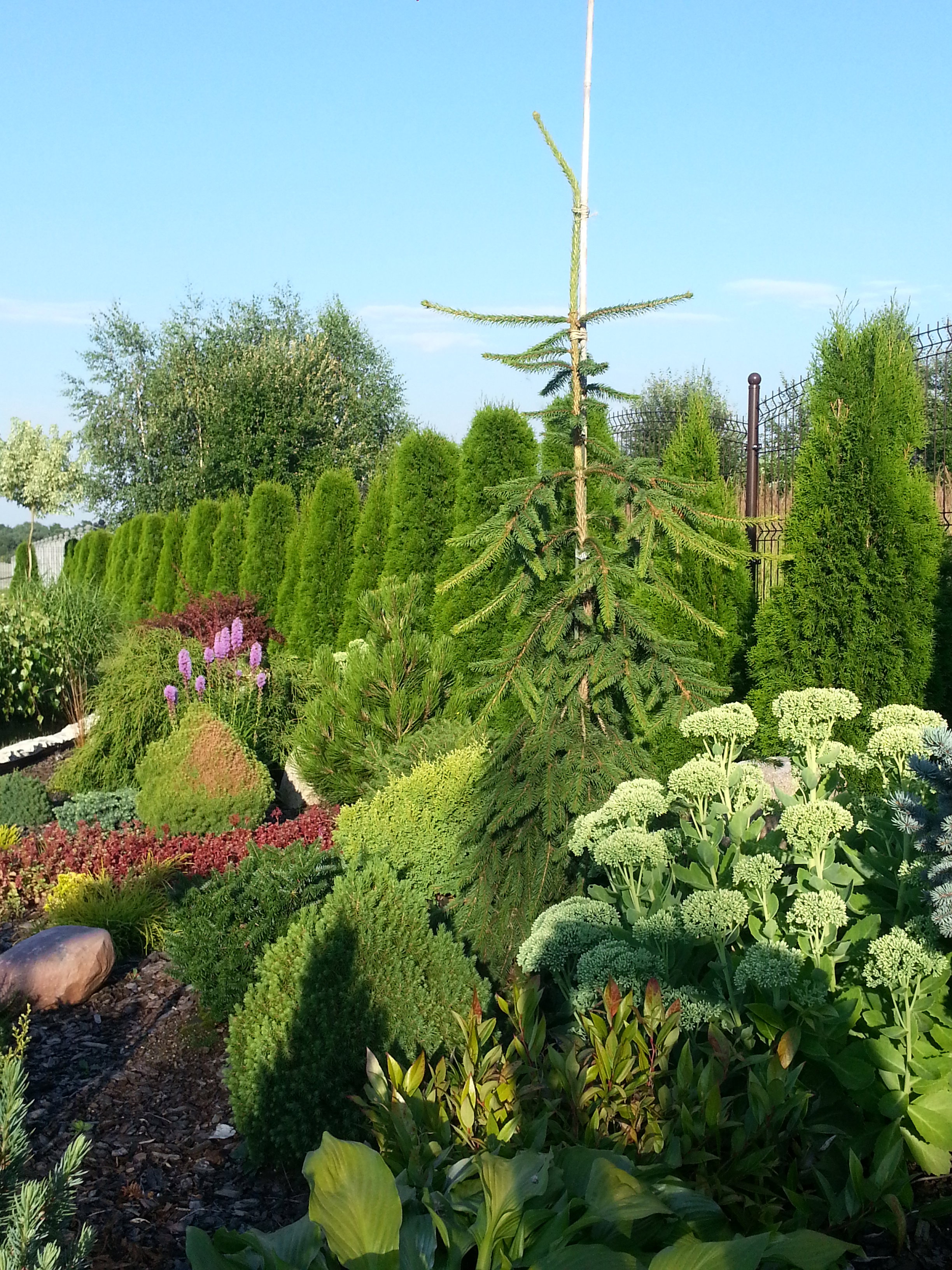 Świerk Inversa na tle smaragdów