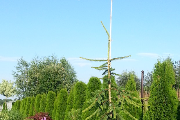 Świerk Inversa na tle smaragdów