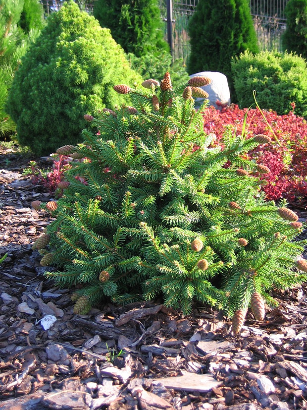 Świerk ozdobiony czerwonymi szyszeczkami