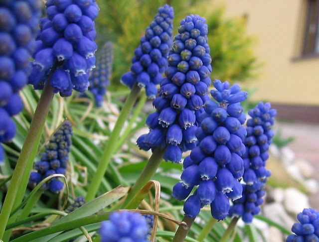 Szafirki armeńskie - nadają się do tworzenia obwódek, na rabaty oraz do bukietów jako kwiat cięty.