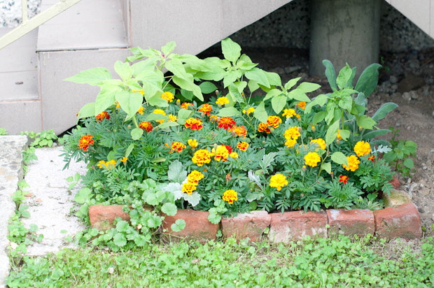 szarłat mojej babci:)