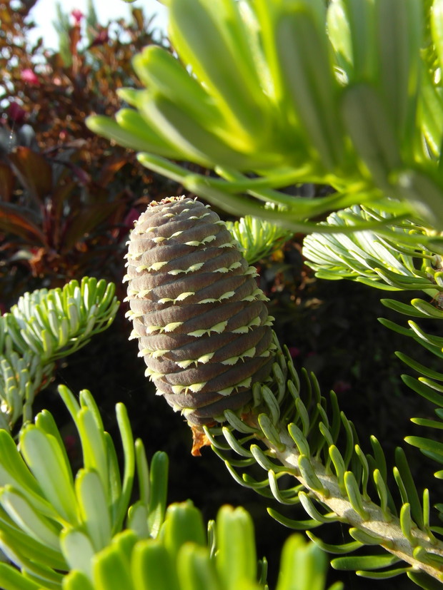 Szyszka jodły koreańskiej silberlocke.