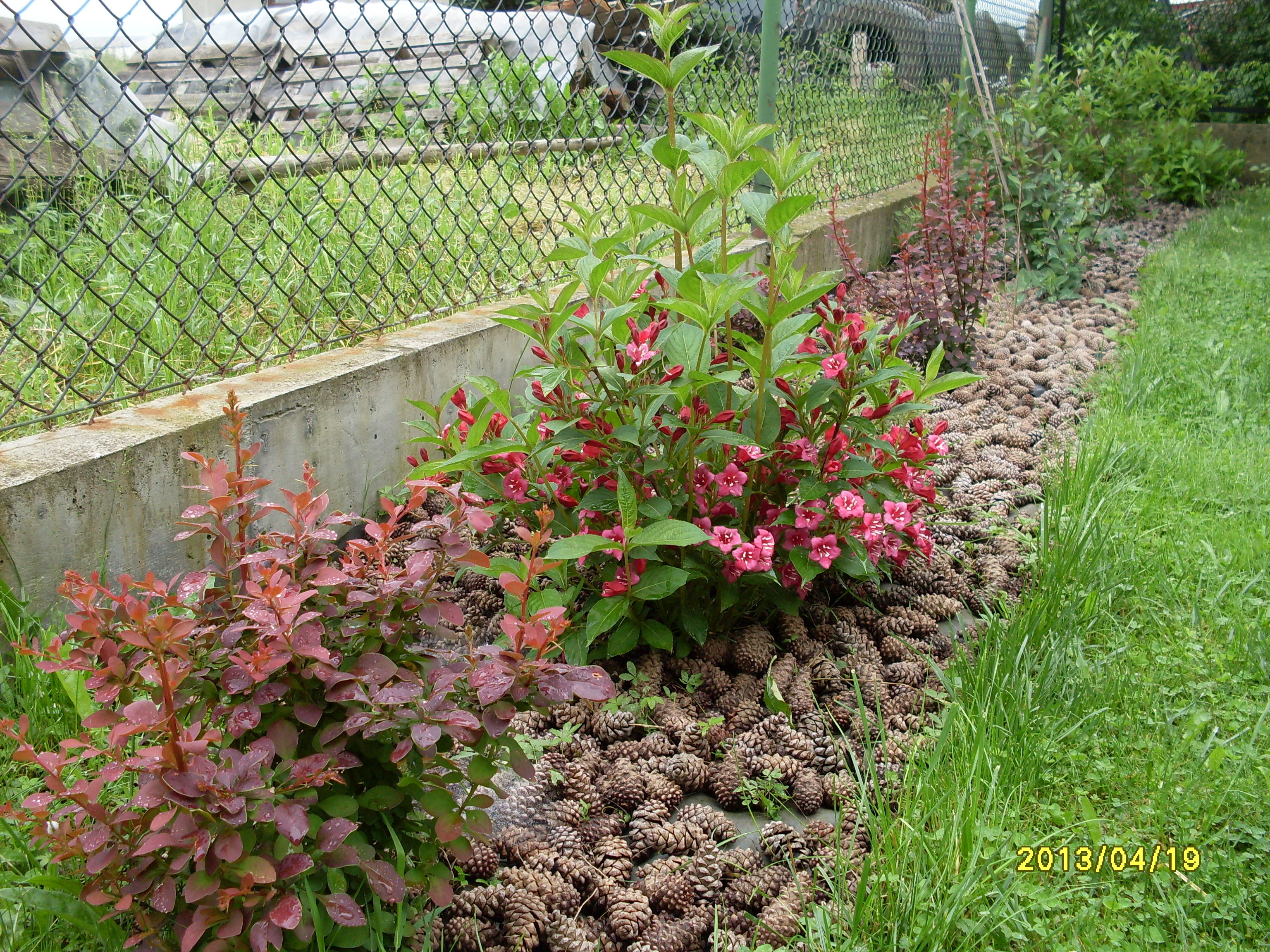 Szyszki wykorzystałam do ozdoby i jako ściółkę żeby nie rosła trawa