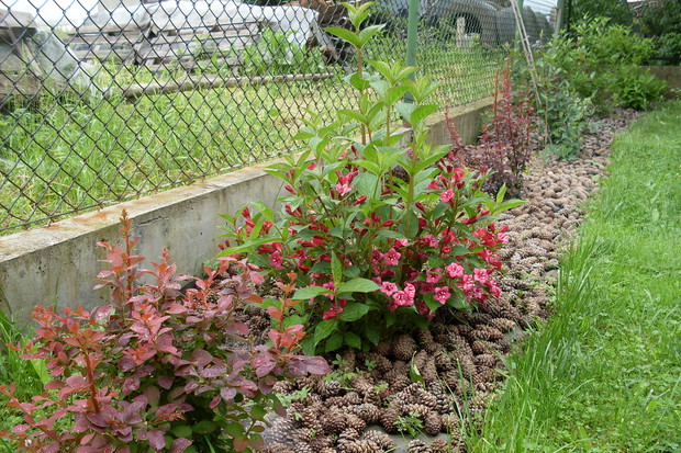 Szyszki wykorzystałam do ozdoby i jako ściółkę żeby nie rosła trawa