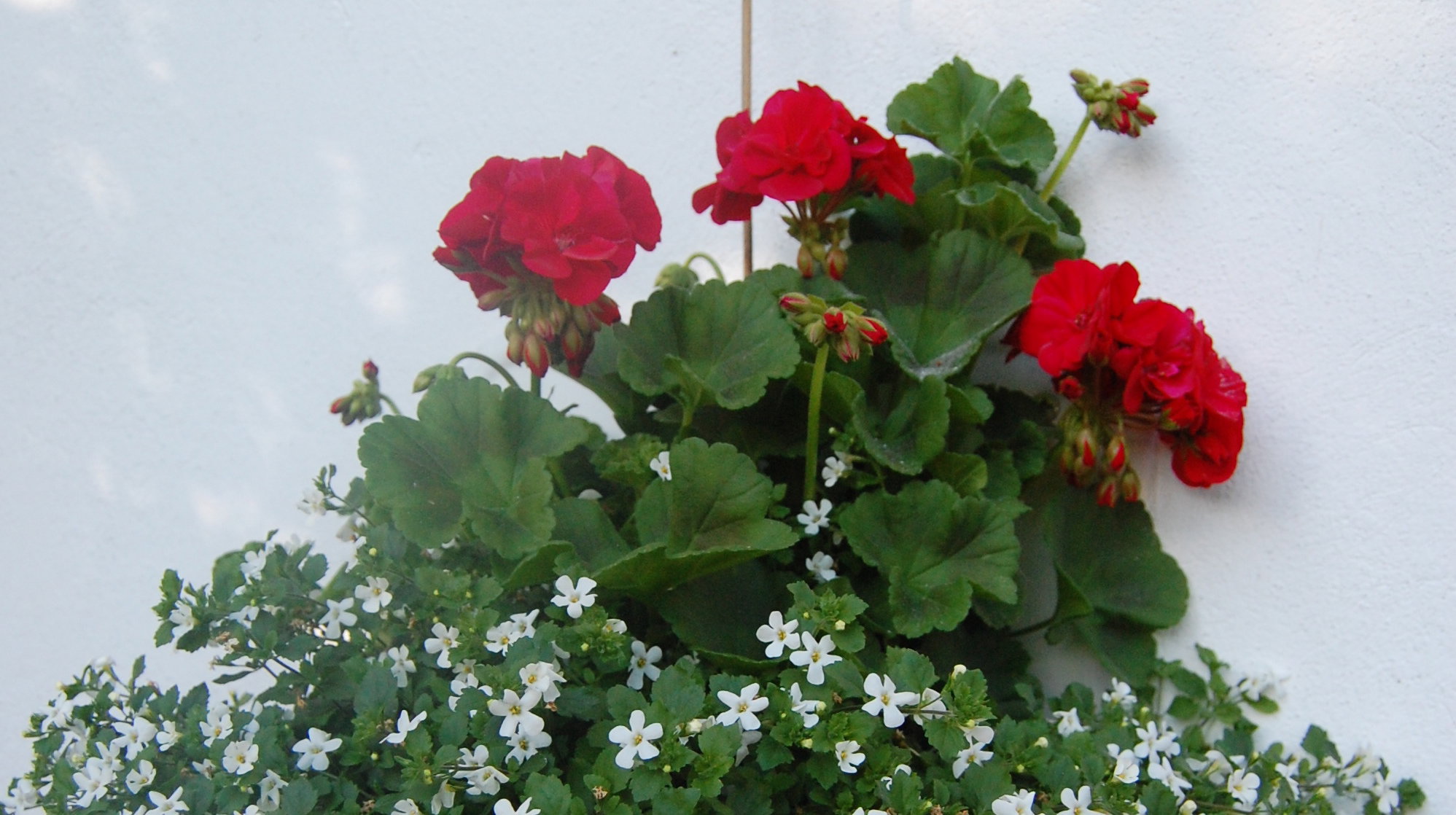 Taka oryginalna donica może efektownie ozdobić ścianę, na której wisi.