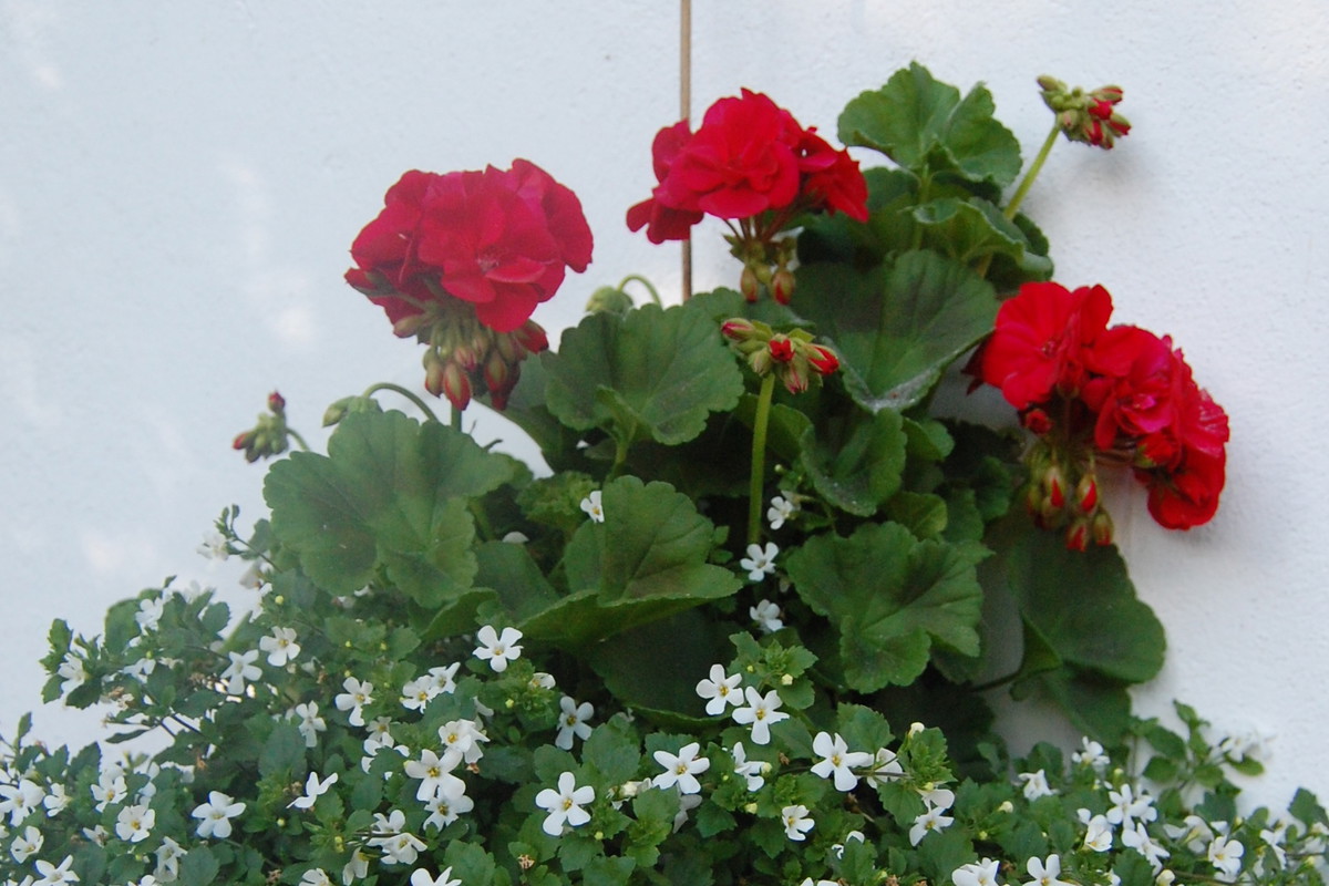 Taka oryginalna donica może efektownie ozdobić ścianę, na której wisi.