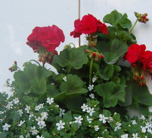 Taka oryginalna donica może efektownie ozdobić ścianę, na której wisi.