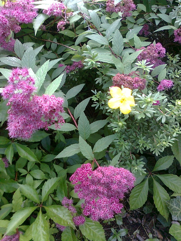 tawuła i pięciornik