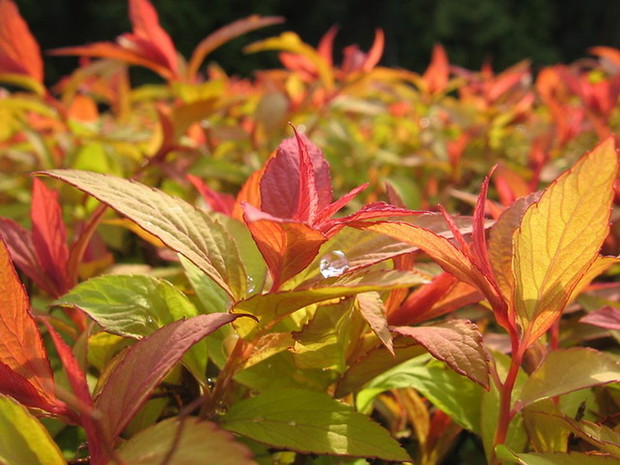 Tawuła japońska  - przyciąga uwagę  wyjątkowym ubarwieniem liści, kwiatami i gęstym pokrój. Doskonale komponuje się z innymi roślinami. U mnie w ogrodzie jest uprawiana jest jako niski żywopłot. 