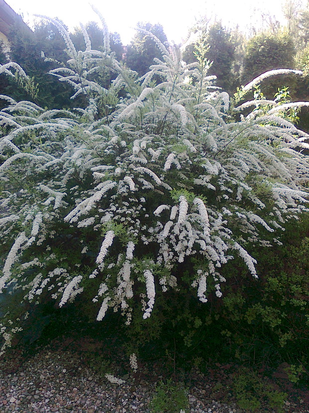 Tawuła w czasie kwitnienia-moim zdaniem- wygląda zjawiskowo.