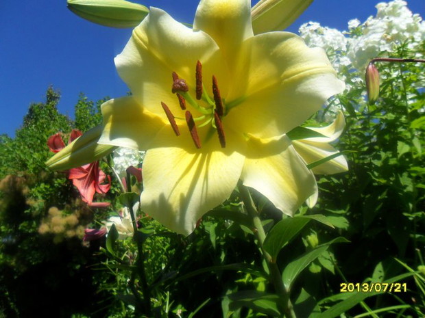 te lilie zaczynają kwitnac jako ostatnie - ale sa niesamowite a jak pachna!