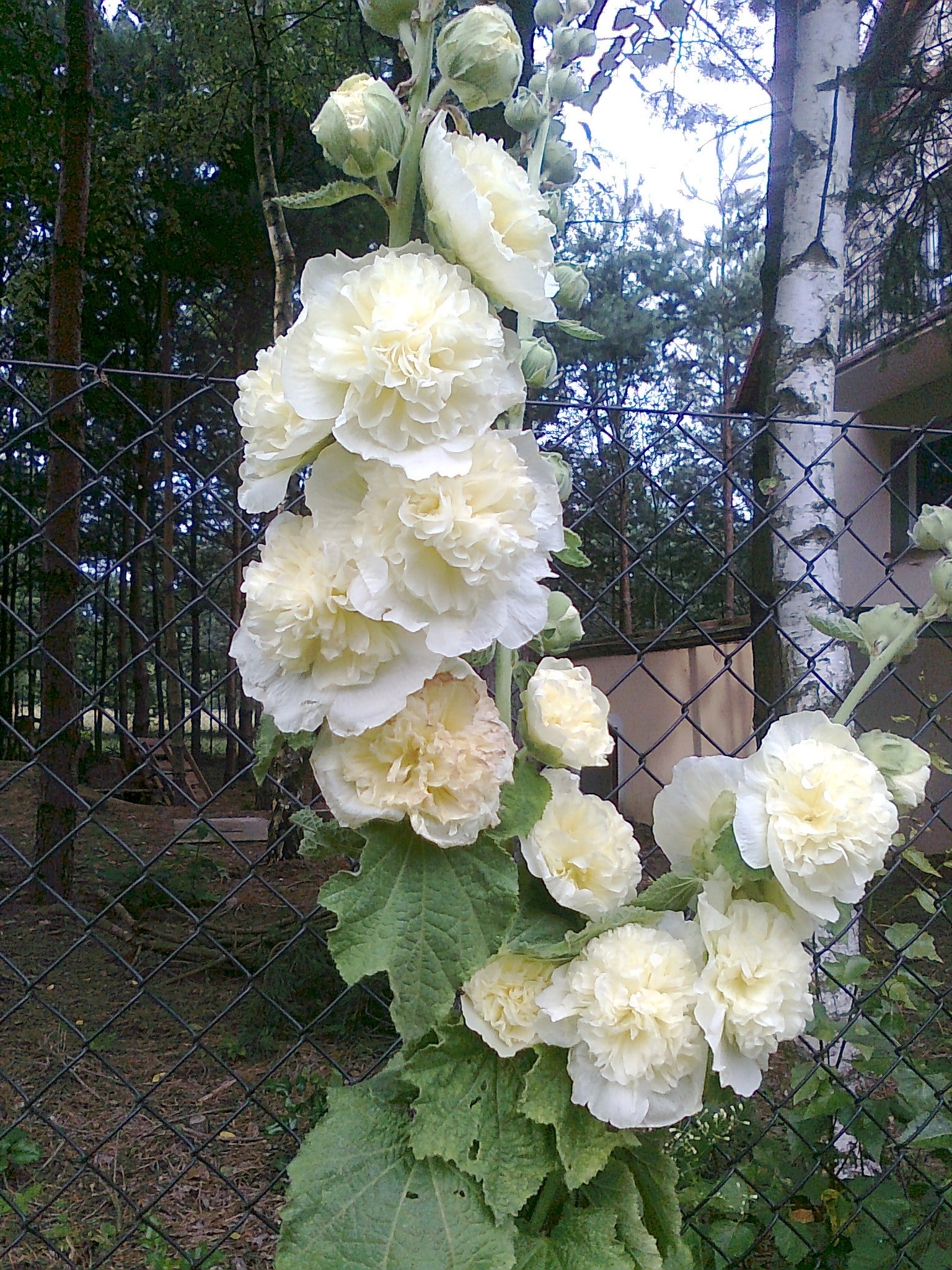 Te malwy wyhodowałam sama. 