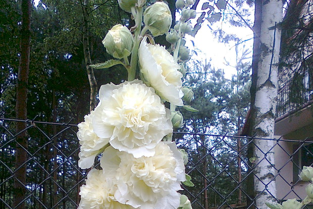 Te malwy wyhodowałam sama.