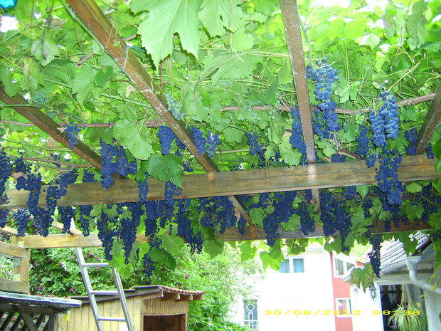 To sa te inne winogrona z podworka, bajecznie niebieskie i pyszne