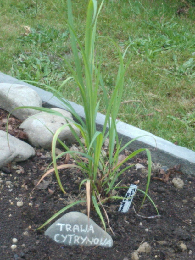 Trawa cytrtnowa