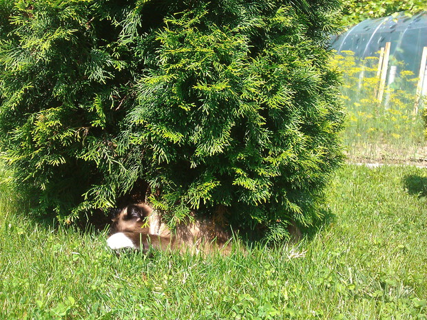Tujowy cień zbawieniem dla naszego kota
