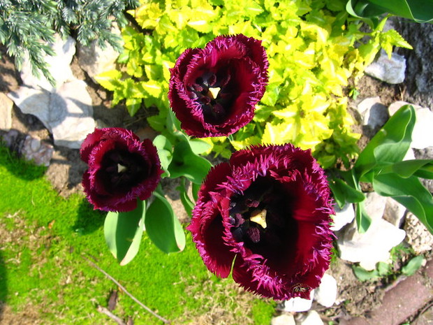 Tulipany też potrafią zachwycić swym pięknem !