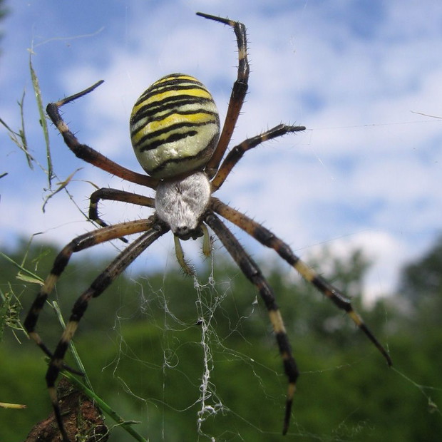Tygrzyk paskowany  – gatunek pająka sieciowego z rodziny krzyżakowatych. W przeszłości był  objęty ochroną prawną w Polsce, a u mnie gości wśród iglaków.