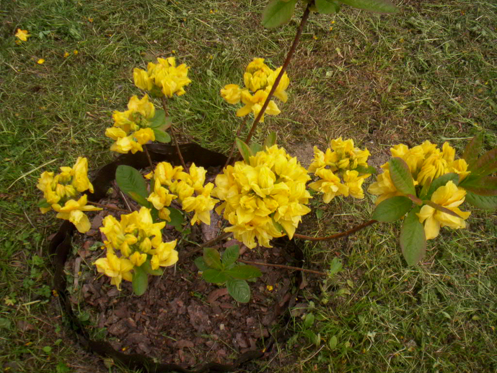 'UMPQUA QUEEN' – to silnie rosnąca, amerykańska odmiana azalii