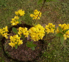 'UMPQUA QUEEN' – to silnie rosnąca, amerykańska odmiana azalii