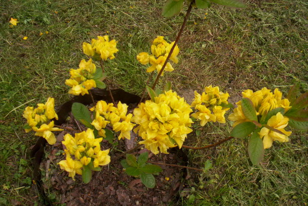 'UMPQUA QUEEN' – to silnie rosnąca, amerykańska odmiana azalii