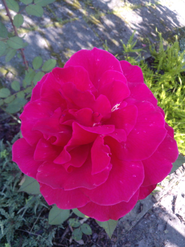 "...W płatkach róży zapisuję miłość swoją…i tkam z nich dywan byś nigdy nie poraniła stóp swoich w wędrówce naszej codzienności… :
Takie tam słowa dla żony :)