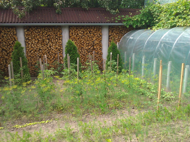 Warzywniak i pięknie się już suszy drewno na zimę