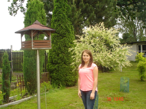 Wierzba Hakuro-Nishiki