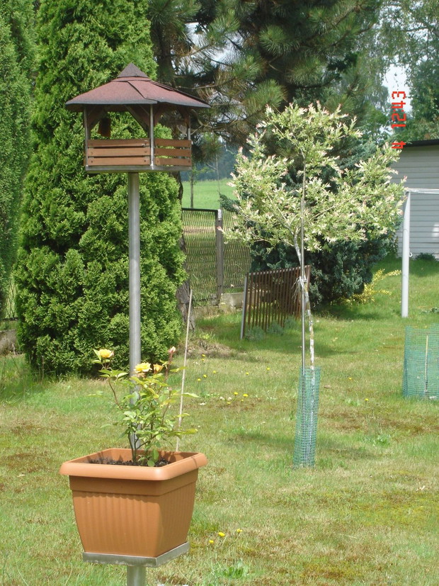 Wierzba Hakuro-Nishiki