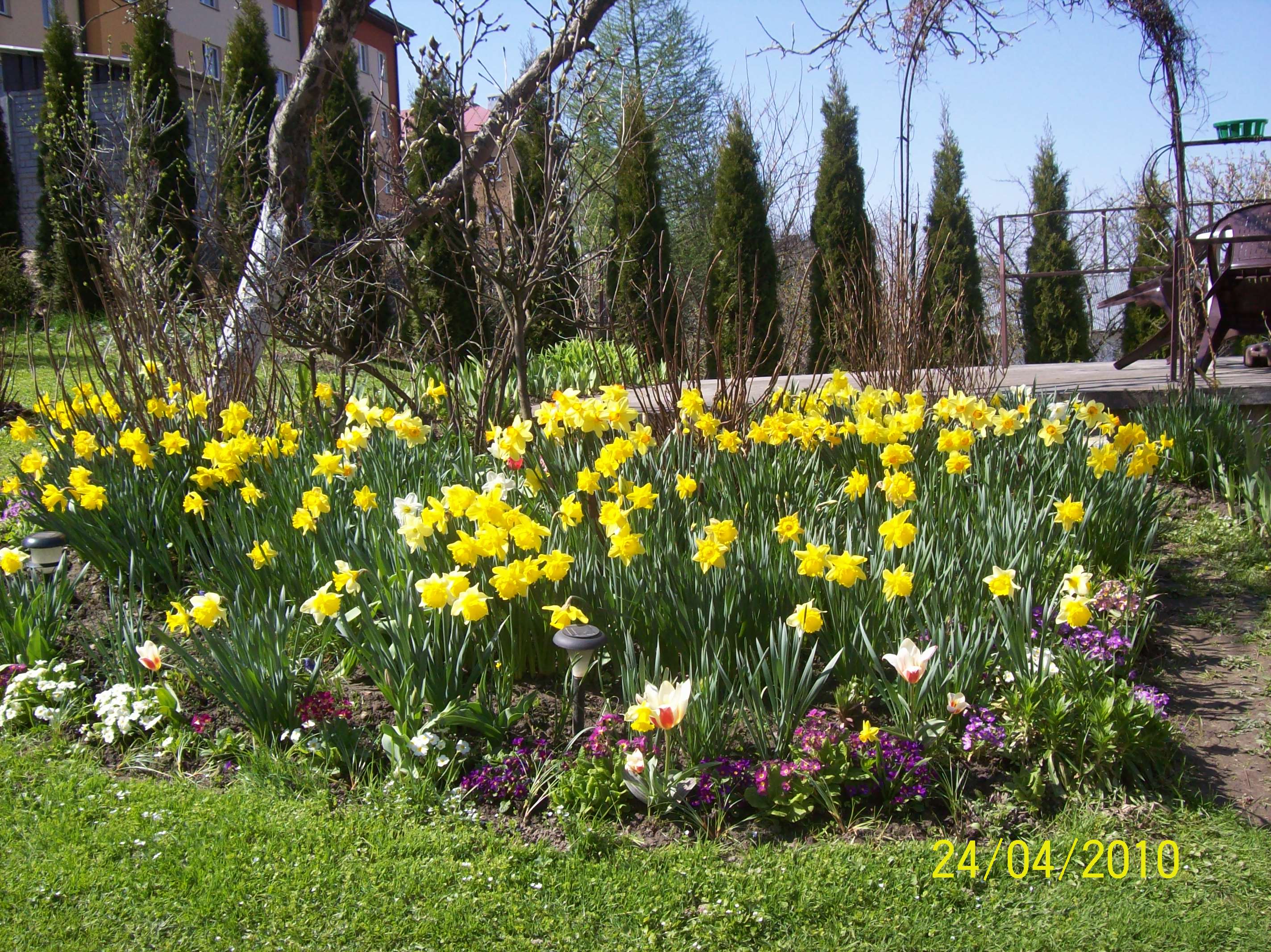 Wiosenna rabata - żonkile, pierwiosnki, tulipany