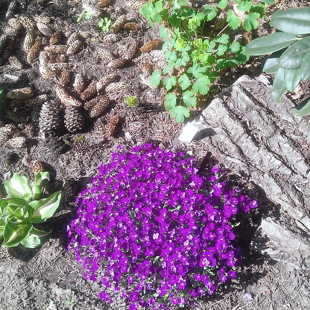 Wiosenny fiolet...w szyszkach...