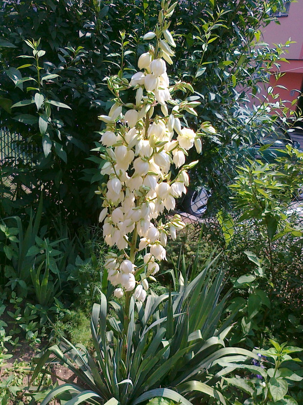 Yucca karolińska