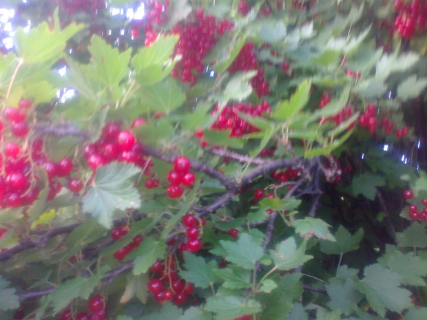 Z tych porzeczek bedzie sok