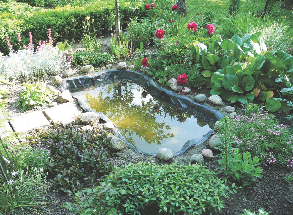 Zbiornik, usytuowany raczej w półcieniu, obsadziłem roślinami wieloletnimi