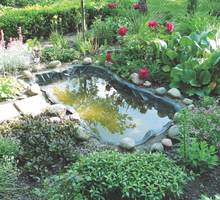 Zbiornik, usytuowany raczej w półcieniu, obsadziłem roślinami wieloletnimi