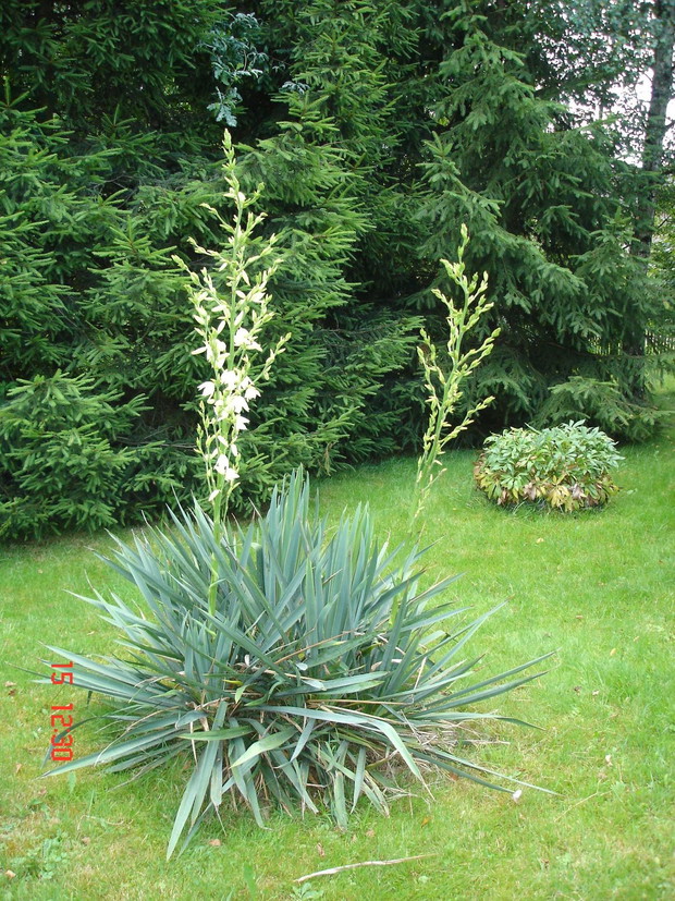 Zielona ściana z choinek i kwitnąca juka