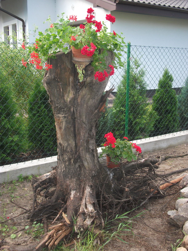Znaleziony korzeń przyozdobiłam kwiatami i w ten sposób stał się piękną ozdobą mojego ogródka.