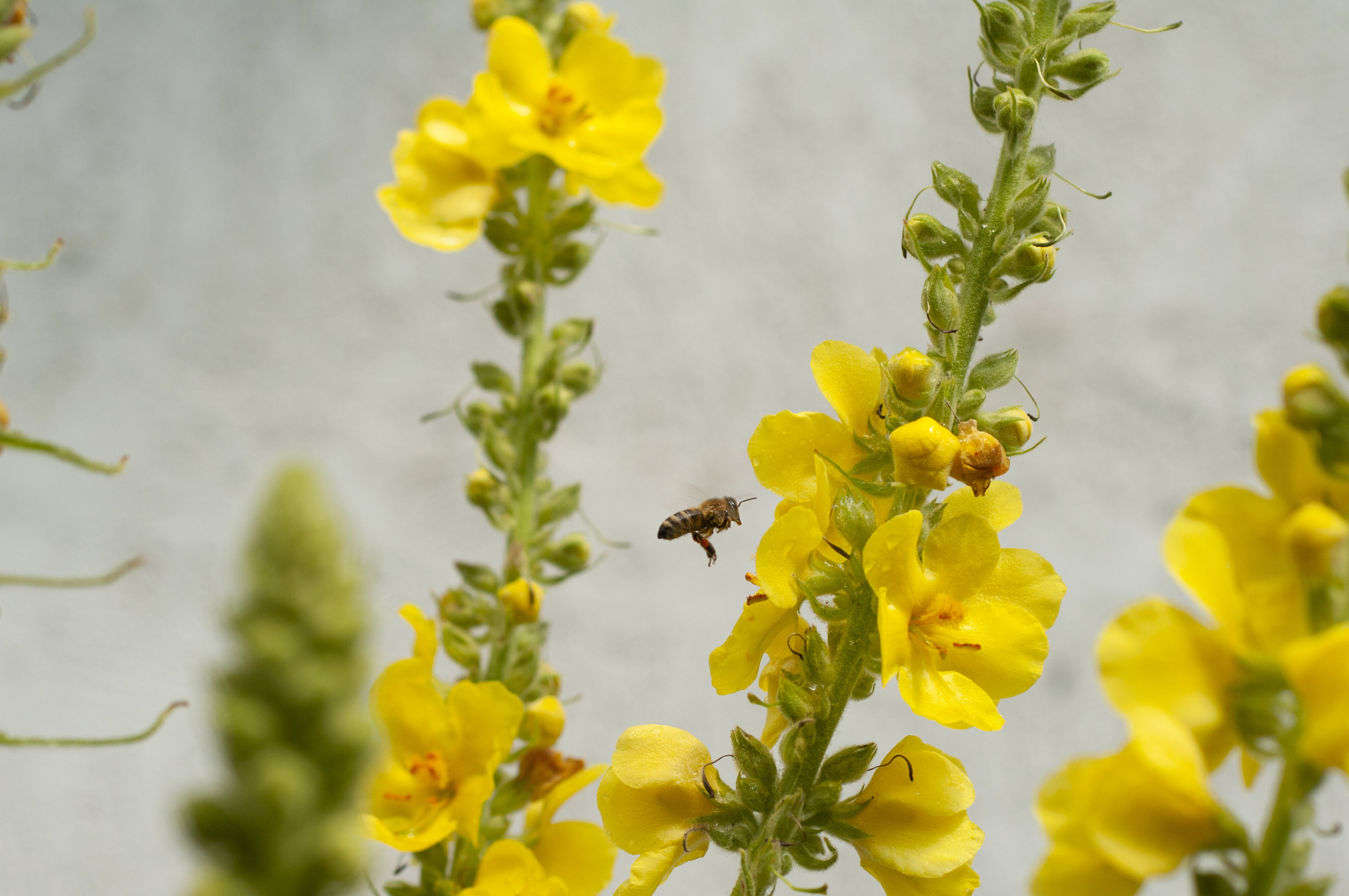 Dziewanna - opis, stanowisko, uprawa, roślina miododajna