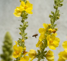 Dziewanna - opis, stanowisko, uprawa, roślina miododajna